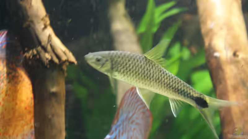 Besatz im Aquarium Becken 27455 (nur noch als Beispiel) von Oliver Boden (100)