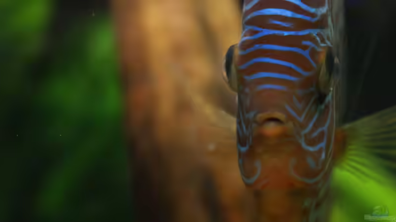 Besatz im Aquarium Becken 27455 (nur noch als Beispiel) von Oliver Boden (101)