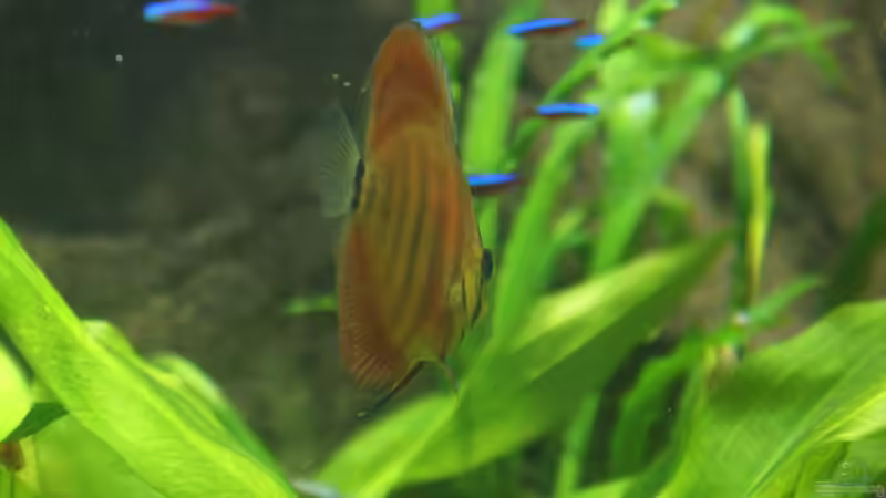 Besatz im Aquarium Becken 27455 (nur noch als Beispiel) von Oliver Boden (102)