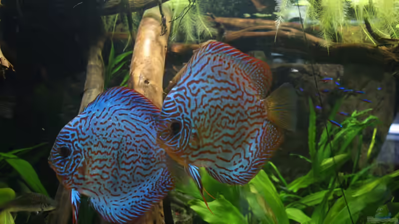 Besatz im Aquarium Becken 27455 (nur noch als Beispiel) von Oliver Boden (103)