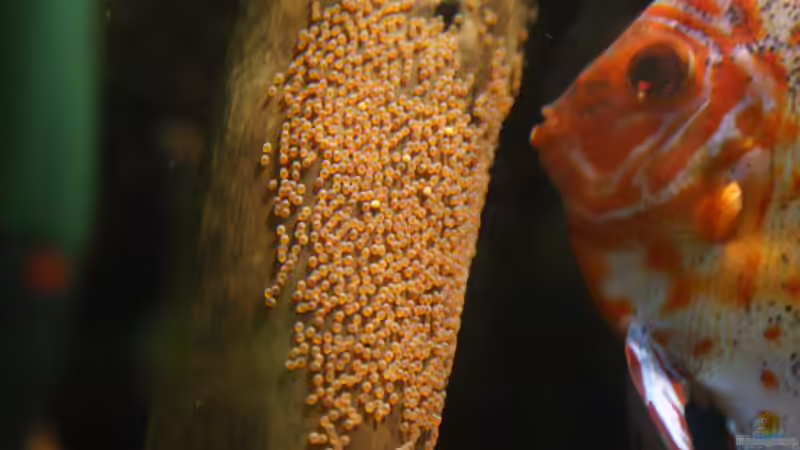Besatz im Aquarium Becken 27455 (nur noch als Beispiel) von Oliver Boden (104)