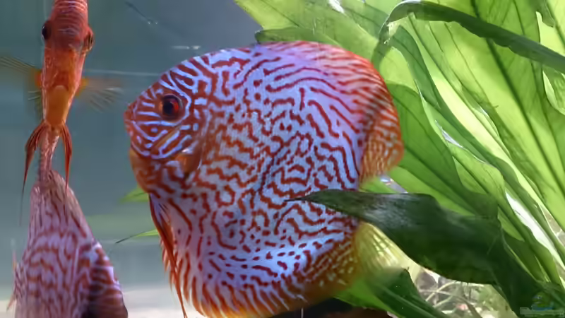 Besatz im Aquarium Becken 27455 (nur noch als Beispiel) von Oliver Boden (48)