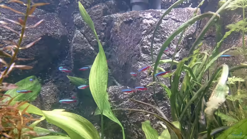 Besatz im Aquarium Becken 27455 (nur noch als Beispiel) von Oliver Boden (50)