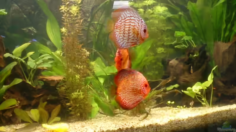 Besatz im Aquarium Becken 27455 (nur noch als Beispiel) von Oliver Boden (51)