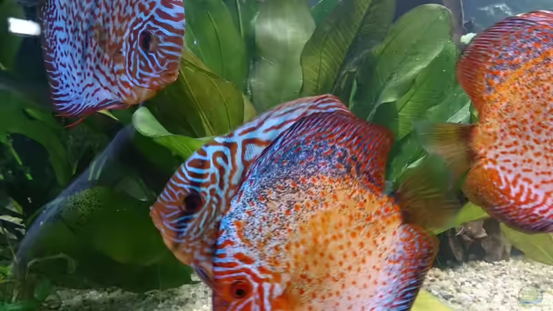 Besatz im Aquarium Becken 27455 (nur noch als Beispiel) von Oliver Boden (52)