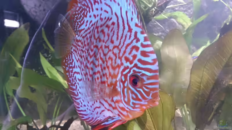 Besatz im Aquarium Becken 27455 (nur noch als Beispiel) von Oliver Boden (53)