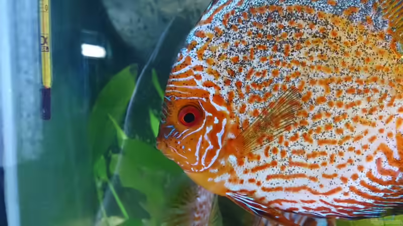 Besatz im Aquarium Becken 27455 (nur noch als Beispiel) von Oliver Boden (55)