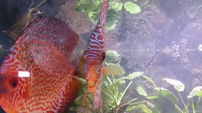 Besatz im Aquarium Becken 27455 (nur noch als Beispiel) von Oliver Boden (56)