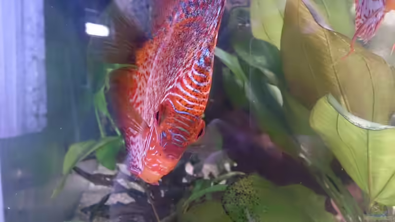 Besatz im Aquarium Becken 27455 (nur noch als Beispiel) von Oliver Boden (57)