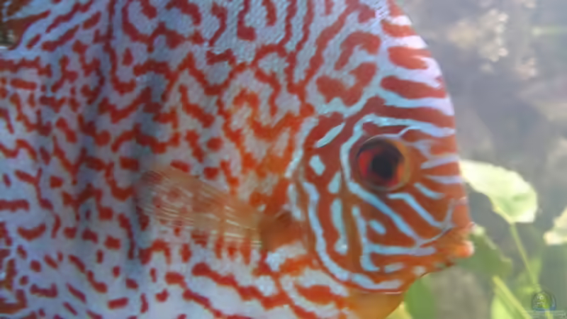 Besatz im Aquarium Becken 27455 (nur noch als Beispiel) von Oliver Boden (58) (59)