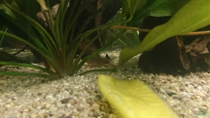 Besatz im Aquarium Becken 27455 (nur noch als Beispiel) von Oliver Boden (60)