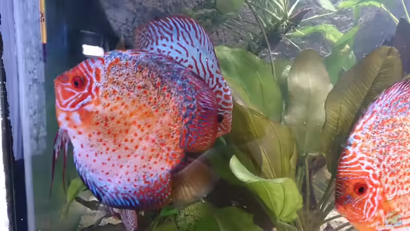 Besatz im Aquarium Becken 27455 (nur noch als Beispiel) von Oliver Boden (61)