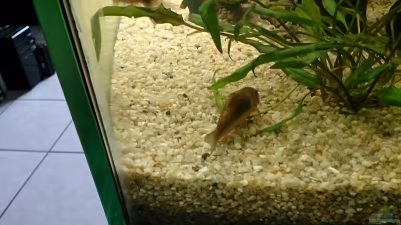 Besatz im Aquarium Becken 27455 (nur noch als Beispiel) von Oliver Boden (62)