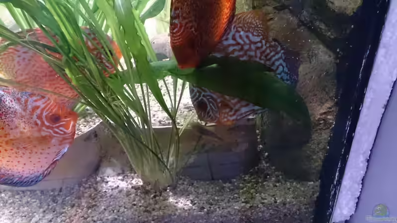 Besatz im Aquarium Becken 27455 (nur noch als Beispiel) von Oliver Boden (63)