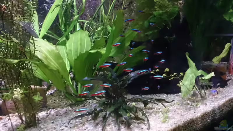 Besatz im Aquarium Becken 27455 (nur noch als Beispiel) von Oliver Boden (64)