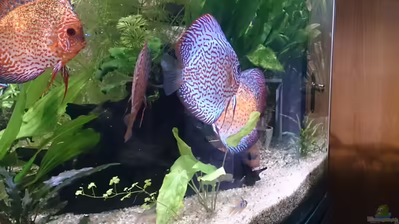 Besatz im Aquarium Becken 27455 (nur noch als Beispiel) von Oliver Boden (65)