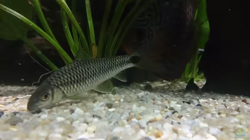 Besatz im Aquarium Becken 27455 (nur noch als Beispiel) von Oliver Boden (67)