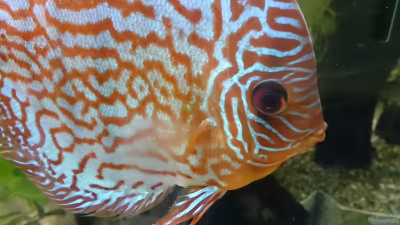 Besatz im Aquarium Becken 27455 (nur noch als Beispiel) von Oliver Boden (69)