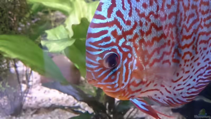 Besatz im Aquarium Becken 27455 (nur noch als Beispiel) von Oliver Boden (70)