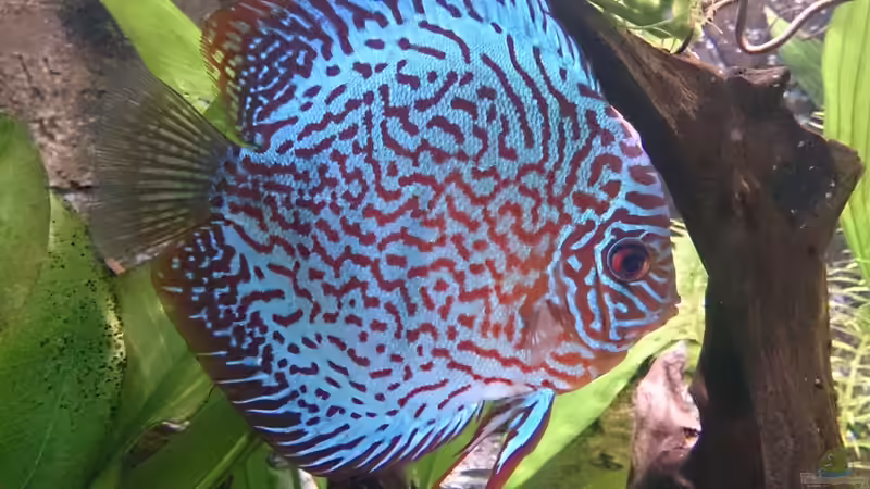 Besatz im Aquarium Becken 27455 (nur noch als Beispiel) von Oliver Boden (71)