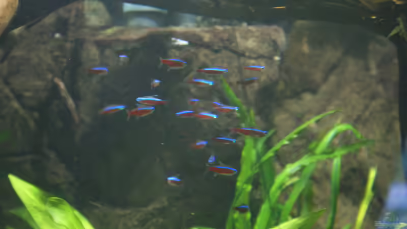 Besatz im Aquarium Becken 27455 (nur noch als Beispiel) von Oliver Boden (73)