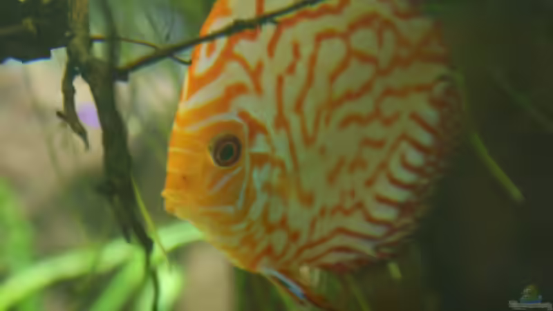 Besatz im Aquarium Becken 27455 (nur noch als Beispiel) von Oliver Boden (74)