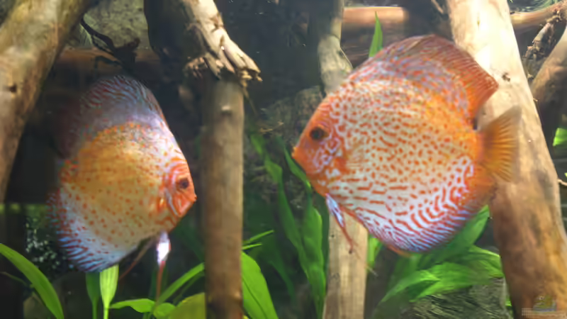 Besatz im Aquarium Becken 27455 (nur noch als Beispiel) von Oliver Boden (75)