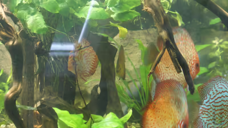 Besatz im Aquarium Becken 27455 (nur noch als Beispiel) von Oliver Boden (77)