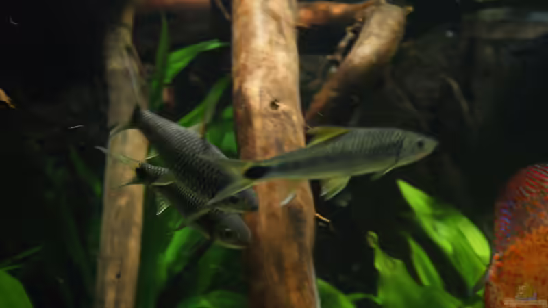 Besatz im Aquarium Becken 27455 (nur noch als Beispiel) von Oliver Boden (80)