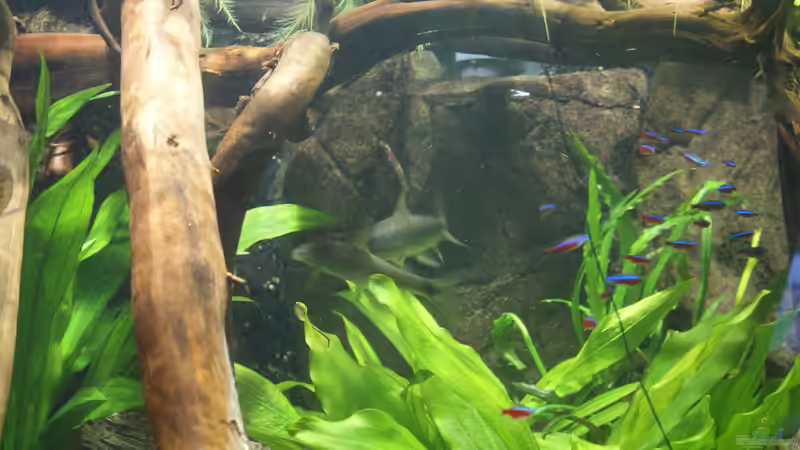 Besatz im Aquarium Becken 27455 (nur noch als Beispiel) von Oliver Boden (81)