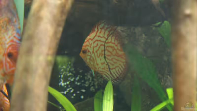 Besatz im Aquarium Becken 27455 (nur noch als Beispiel) von Oliver Boden (84)