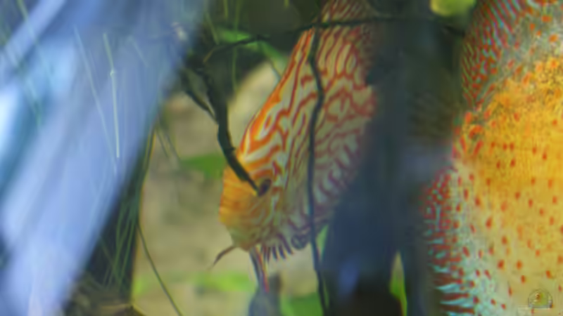 Besatz im Aquarium Becken 27455 (nur noch als Beispiel) von Oliver Boden (85)