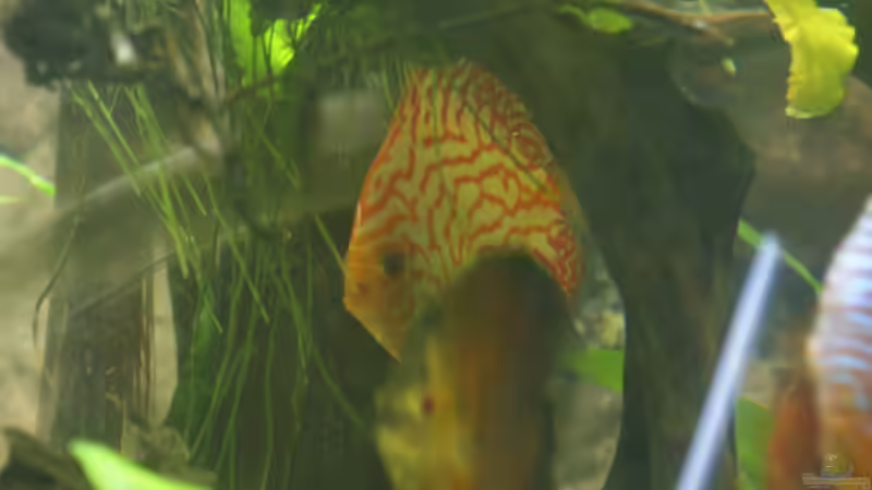 Besatz im Aquarium Becken 27455 (nur noch als Beispiel) von Oliver Boden (87)