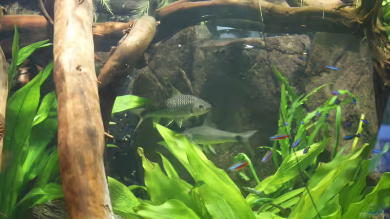 Besatz im Aquarium Becken 27455 (nur noch als Beispiel) von Oliver Boden (88)