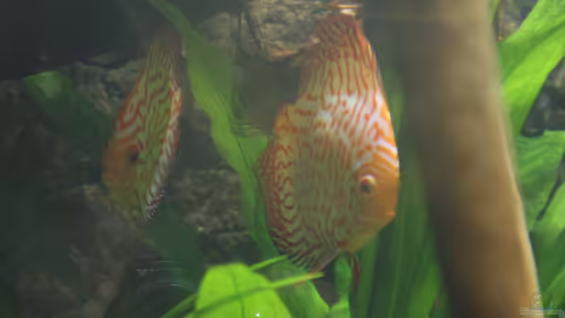 Besatz im Aquarium Becken 27455 (nur noch als Beispiel) von Oliver Boden (91)