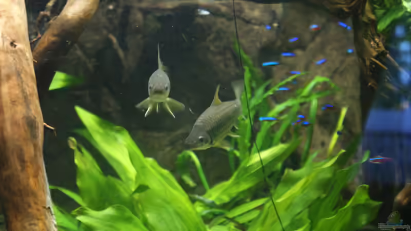 Besatz im Aquarium Becken 27455 (nur noch als Beispiel) von Oliver Boden (93)