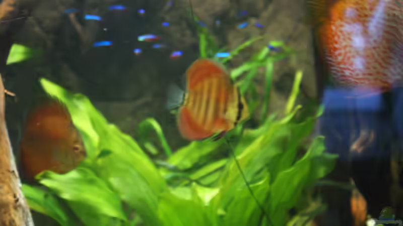 Besatz im Aquarium Becken 27455 (nur noch als Beispiel) von Oliver Boden (94)