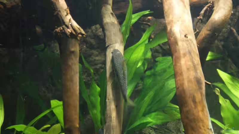 Besatz im Aquarium Becken 27455 (nur noch als Beispiel) von Oliver Boden (95)