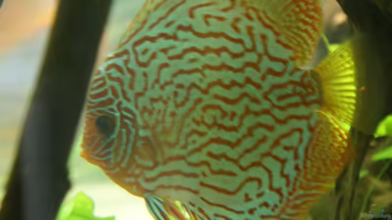 Besatz im Aquarium Becken 27455 (nur noch als Beispiel) von Oliver Boden (96)