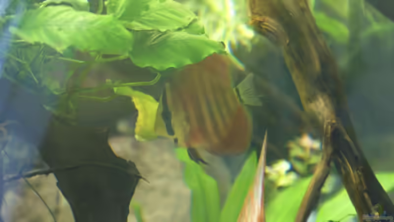 Besatz im Aquarium Becken 27455 (nur noch als Beispiel) von Oliver Boden (97)