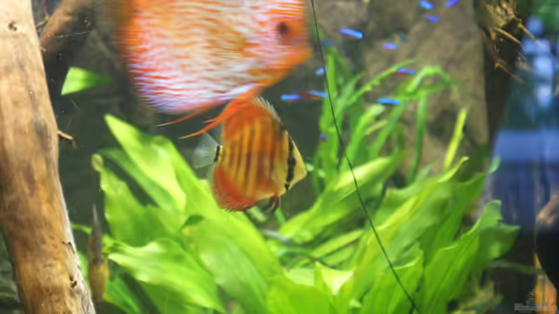 Besatz im Aquarium Becken 27455 (nur noch als Beispiel) von Oliver Boden (98)