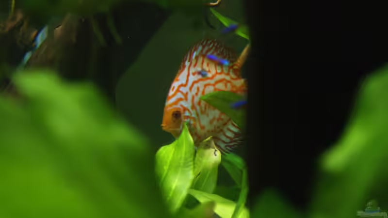 Besatz im Aquarium Becken 27455 (nur noch als Beispiel) von Oliver Boden (99)