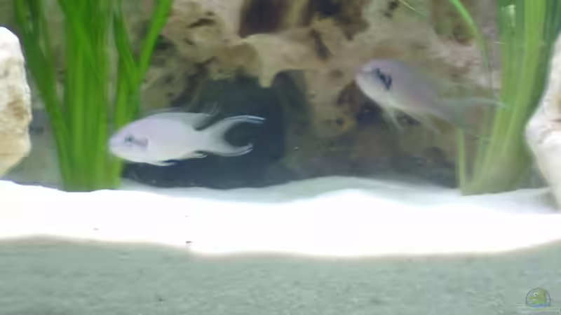 Besatz im Aquarium Becken 275 von Fred Kronberg (4)