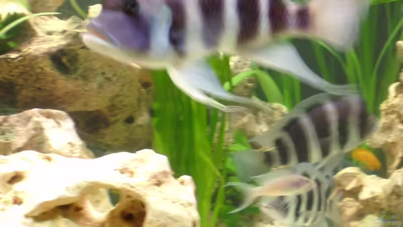 Besatz im Aquarium Becken 275 von Fred Kronberg (5)