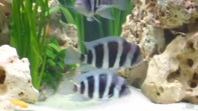 Besatz im Aquarium Becken 275 von Fred Kronberg (6)