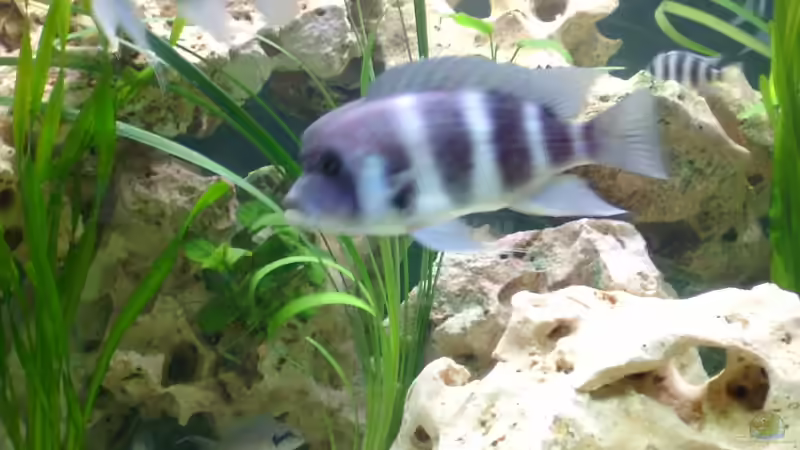 Besatz im Aquarium Becken 275 von Fred Kronberg (7)