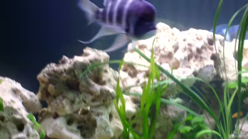 Besatz im Aquarium Becken 275 von Fred Kronberg (8)