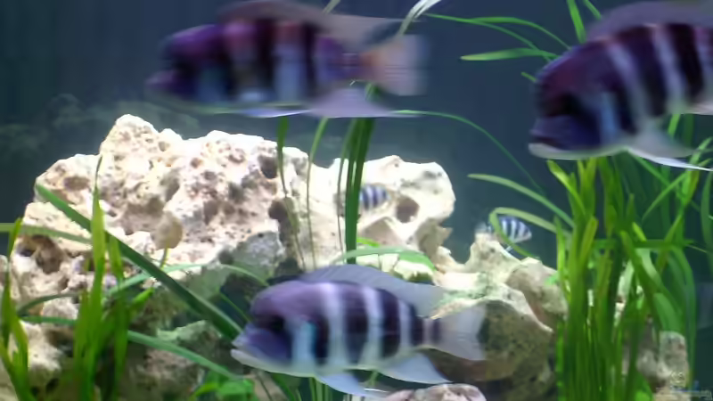 Besatz im Aquarium Becken 275 von Fred Kronberg (9)