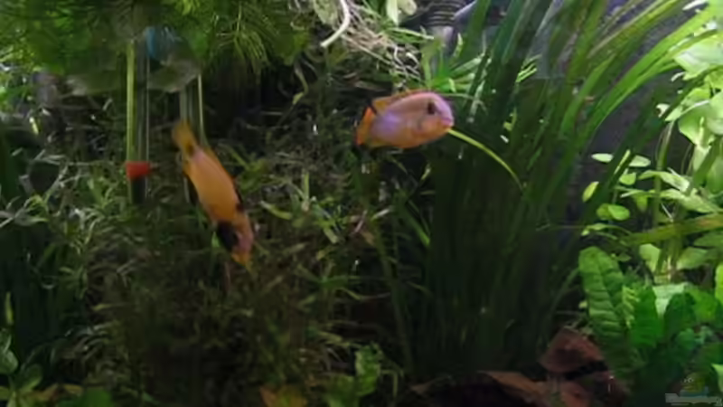 Besatz im Aquarium Becken 2752 von Andrea & Andreas Wielpütz (10)