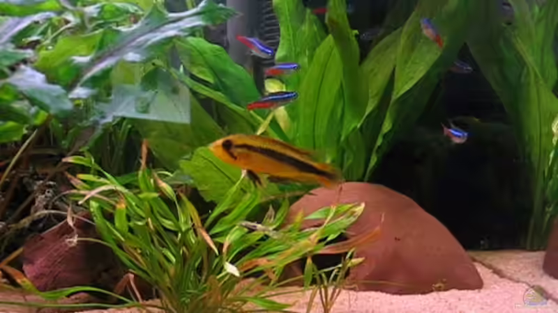 Besatz im Aquarium Becken 2752 von Andrea & Andreas Wielpütz (6)